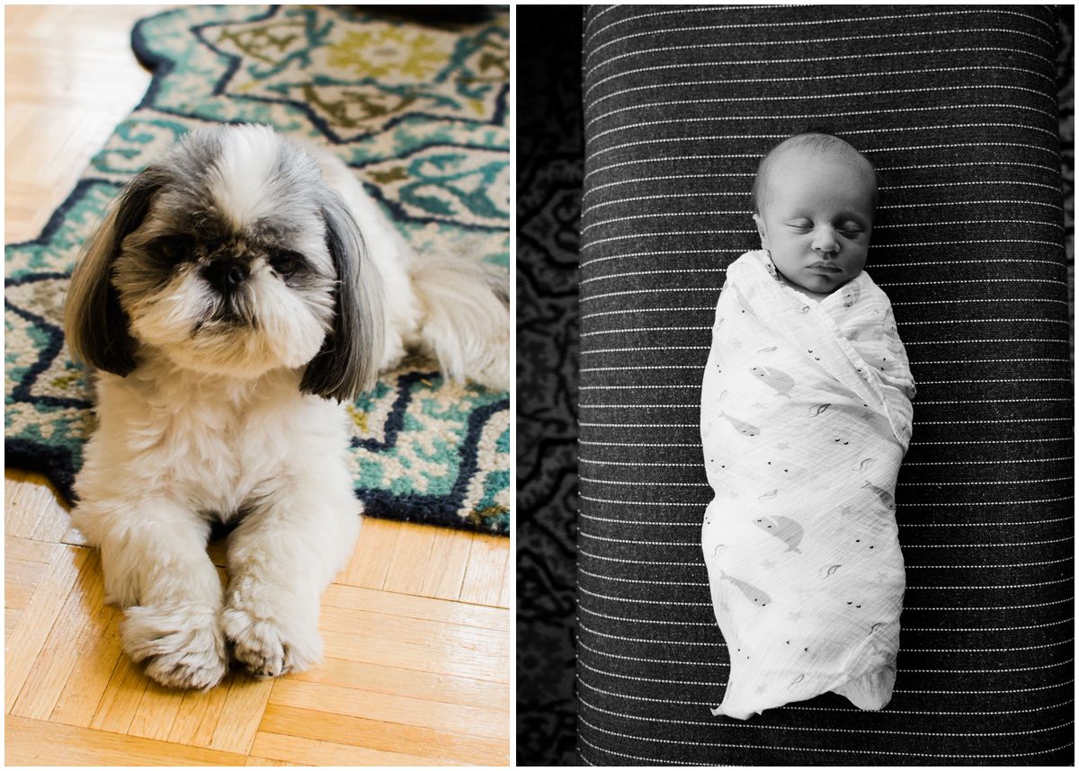 baby boy swaddled in a blanket in his living room and the family dog looking in camera in Hoboken NJ