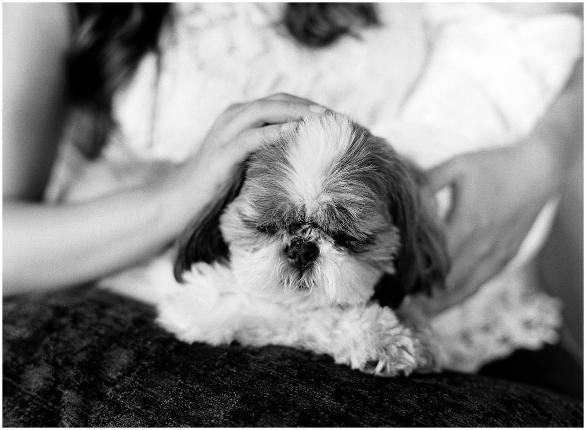 family dog sitting on mom lap during a family photo session