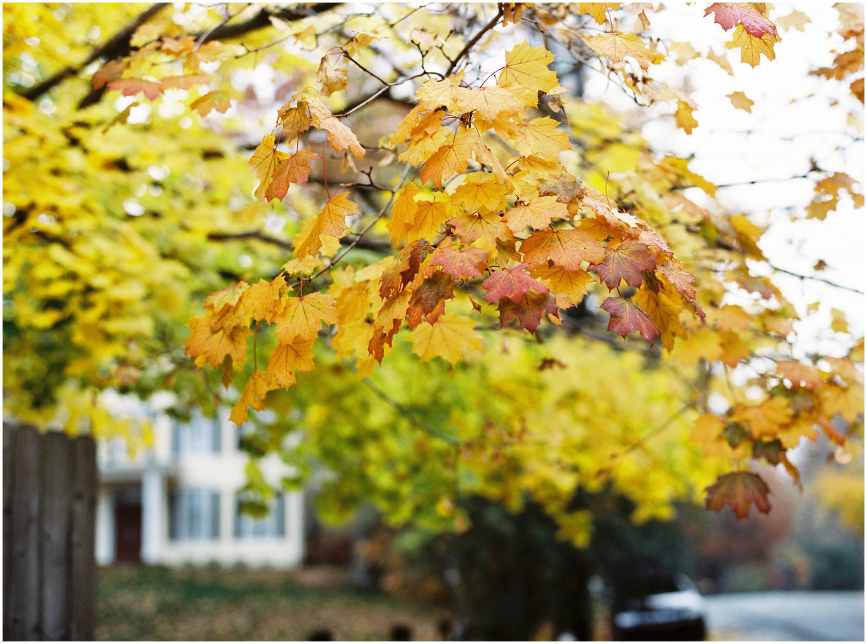beautiful fall foliage outside the Woodcliff Lake, NJ home