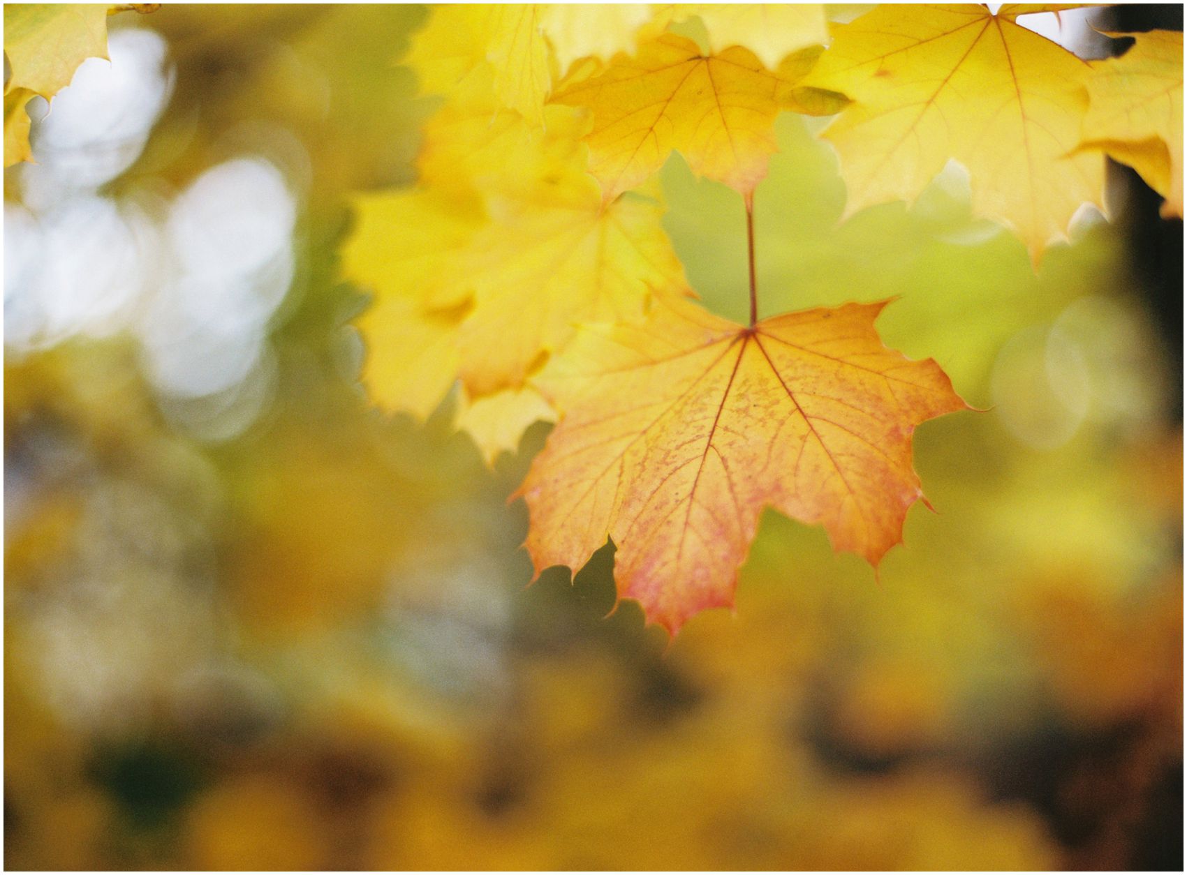 a photo of a beautiful foliage in Bergen County NJ during the fall season