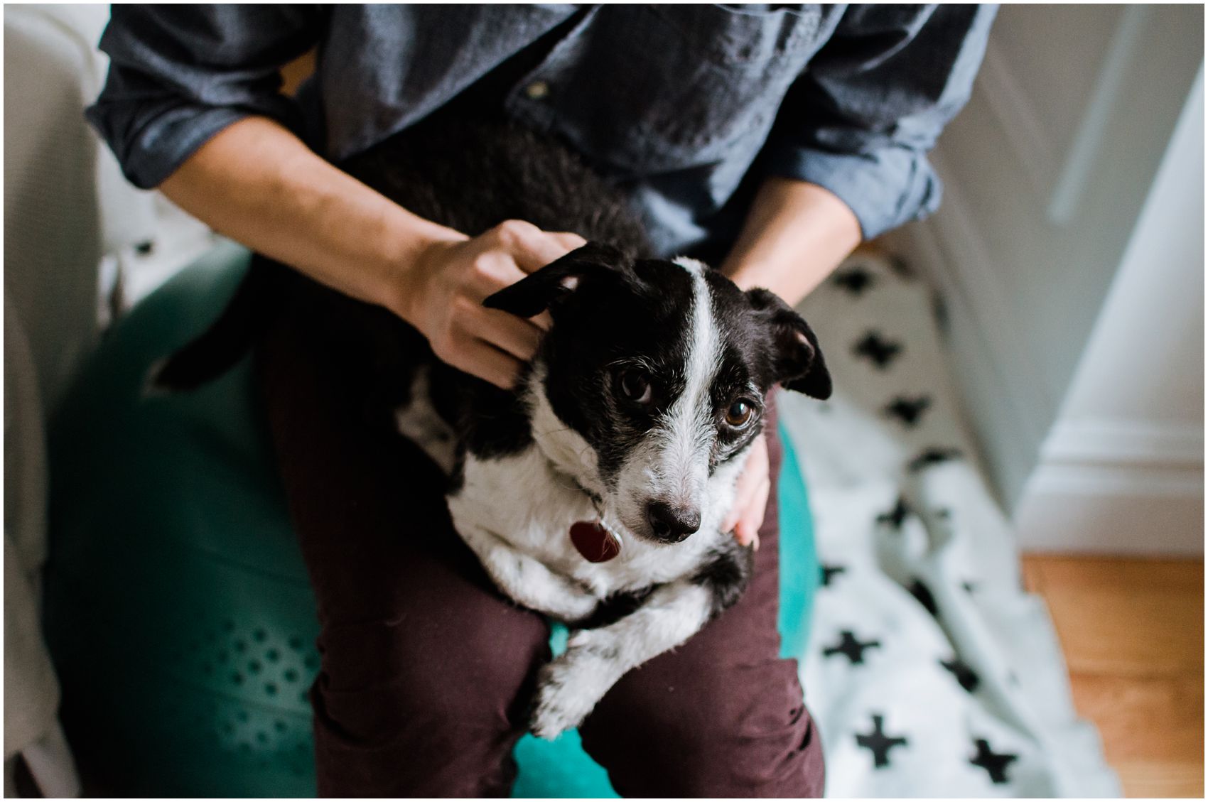 black and white dog portrait at home with best family photographer NYC Miriam Dubinsky