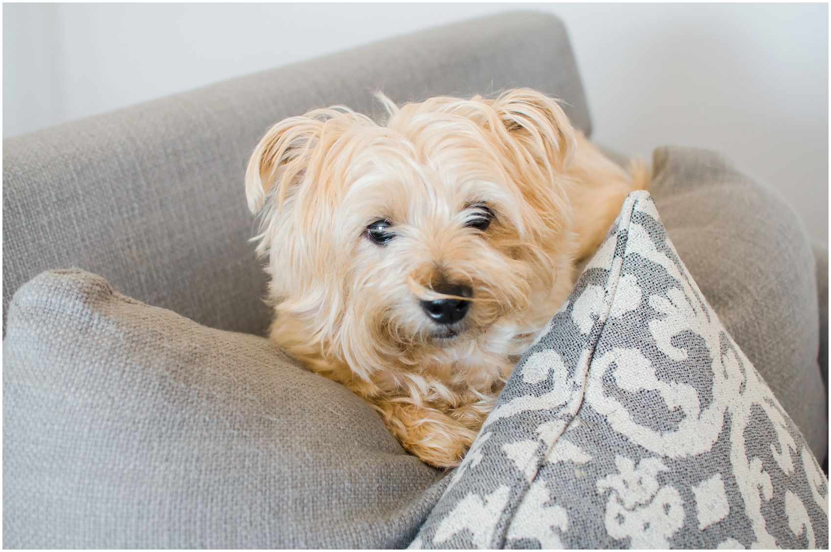 Including personal items such as a fluffy family dog in a newborn family session in NYC